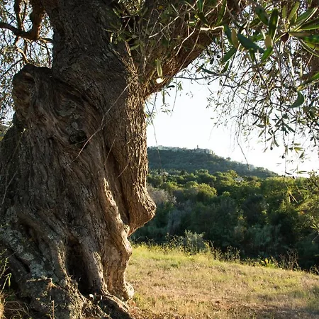 Tenuta Col Di Sasso * Scarlino